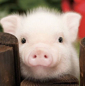 Meet your Posher, Hailey